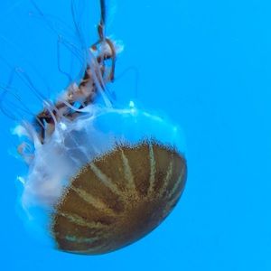 Meet your Posher, Tony